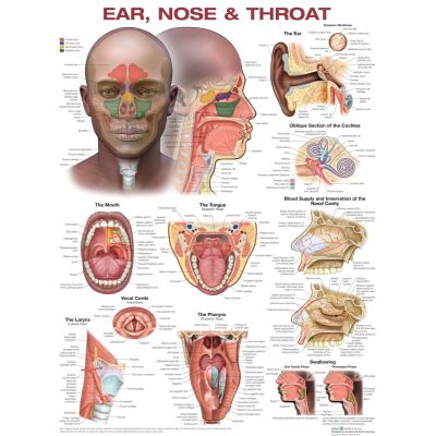 Ear, Nose & Throat Laminated Anatomical Chart