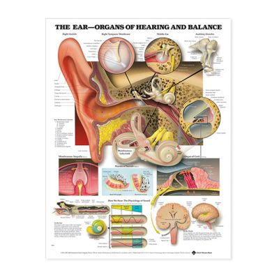 Poster "The Ear - Organs of Hearing and Balance" Laminated