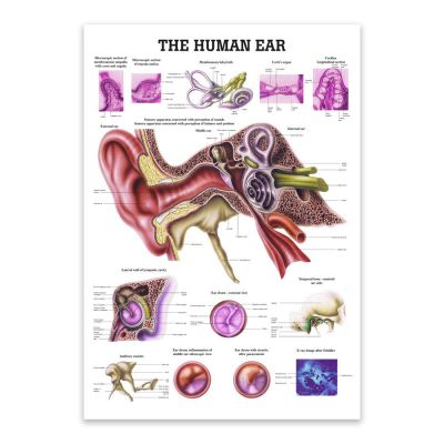 Poster "The Human Ear" Laminated