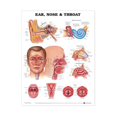 Poster "Ear, Nose & Throat" Laminated
